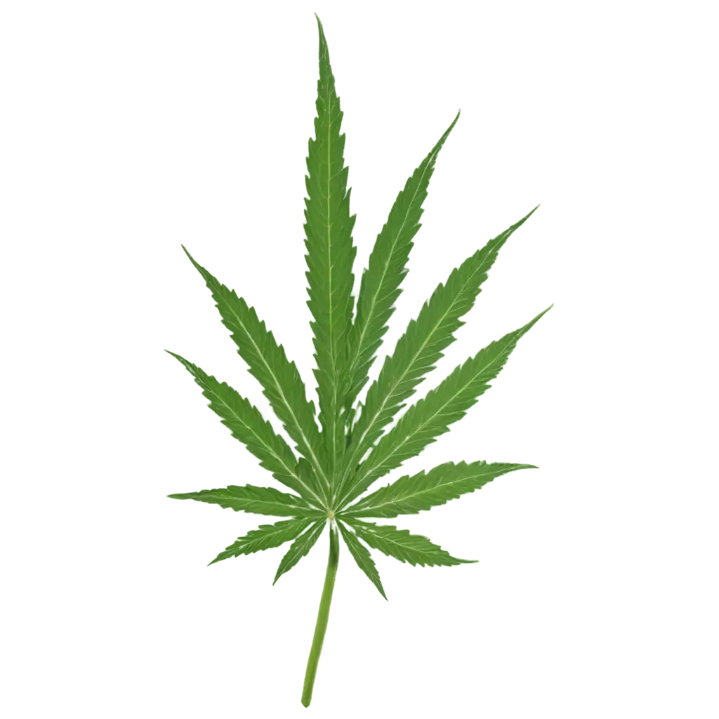 HighQuality-Weed-PNG-Image-for-Versatile-Creative-Use