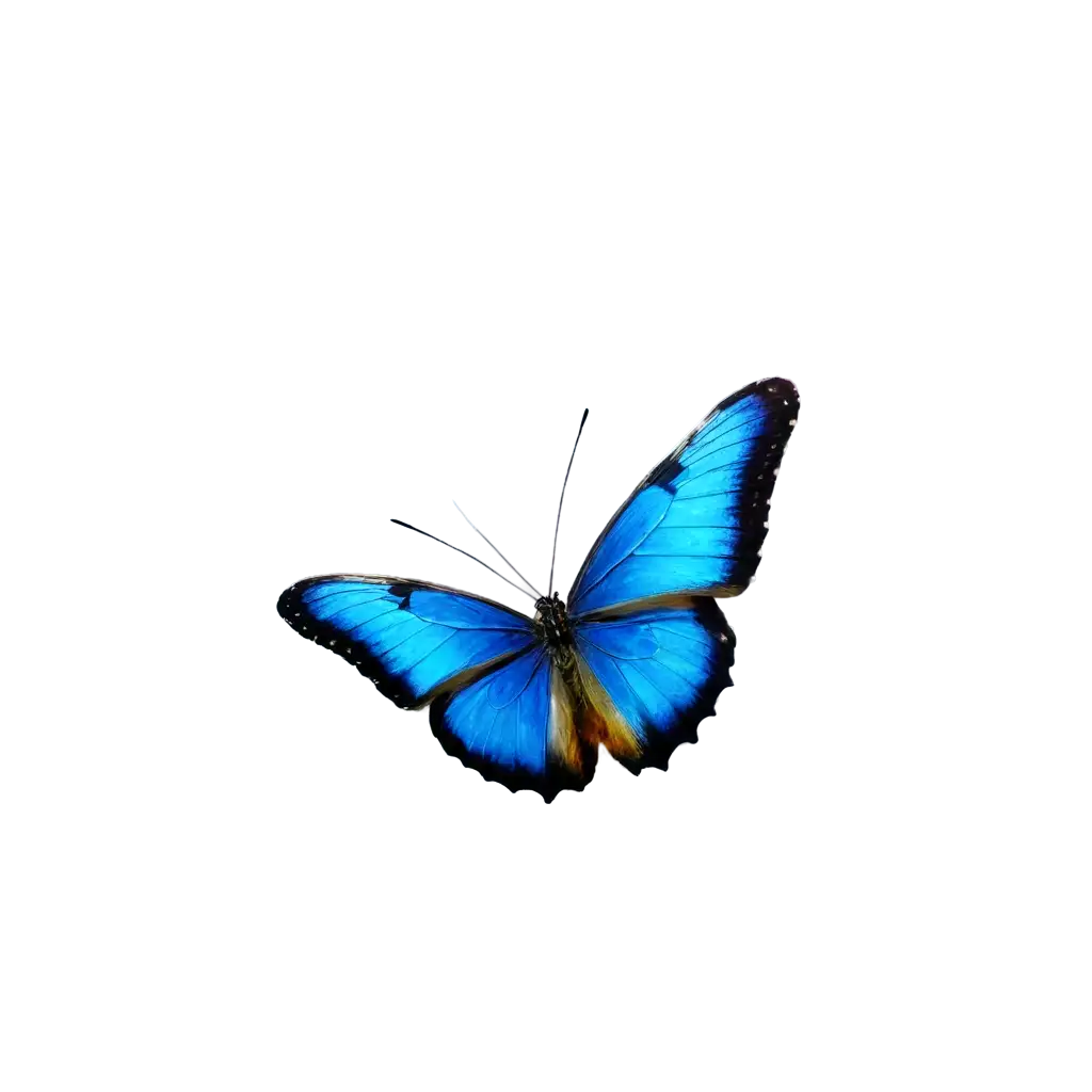 butterfly with bright colors