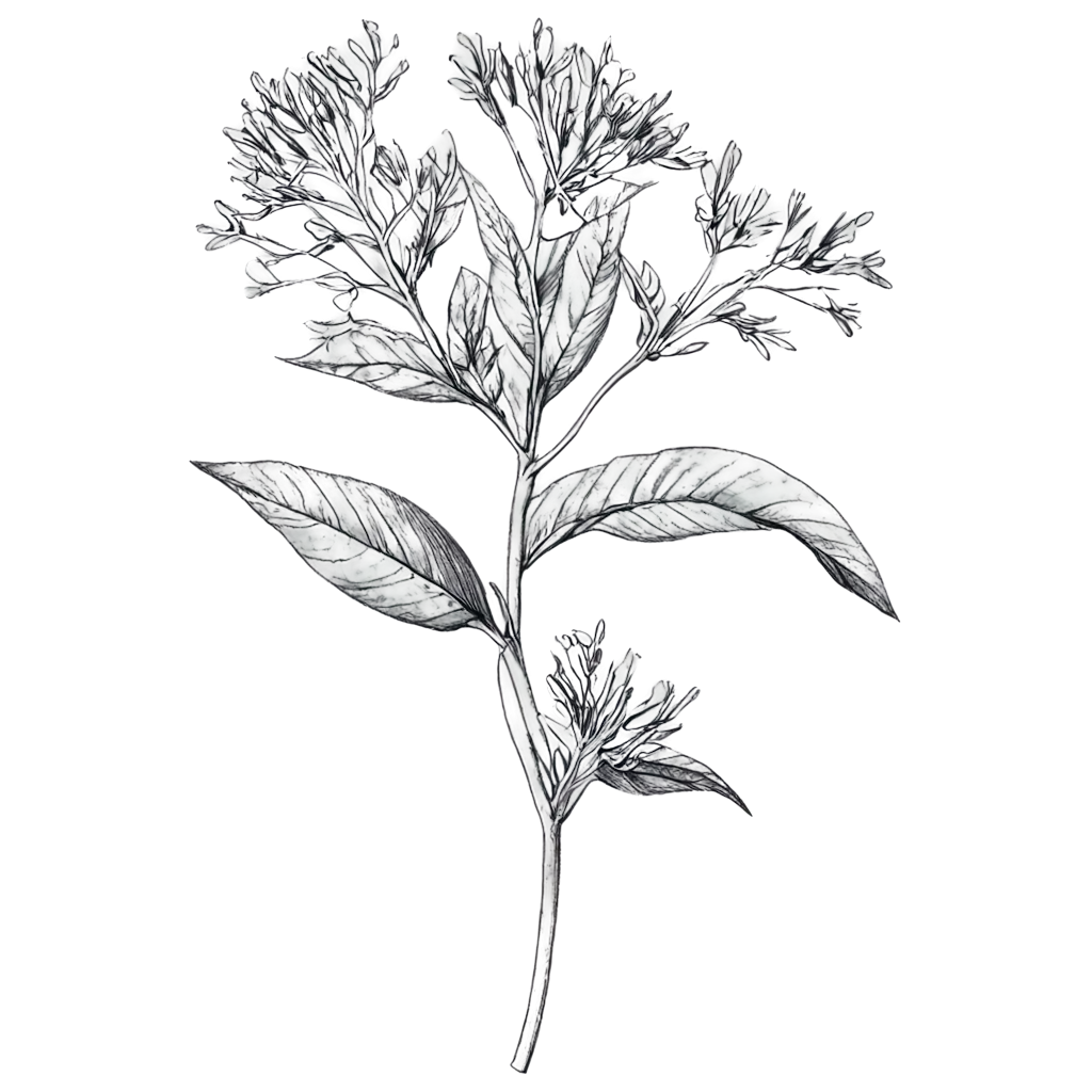 Detailed-PNGPNG-Image-Usage-Analysis-Drawing-of-a-Bunch-of-Indian-Madder-Plants-Without-Colors