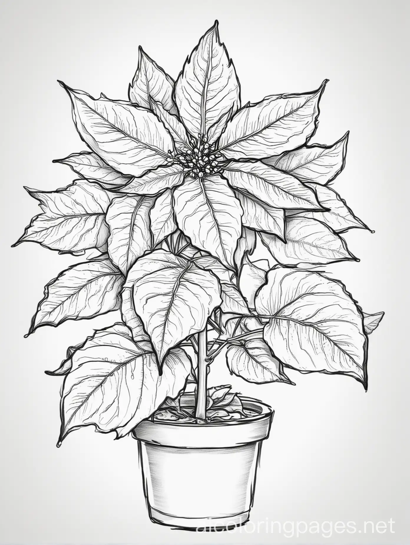 Simple-Poinsettia-Coloring-Page-for-Kids