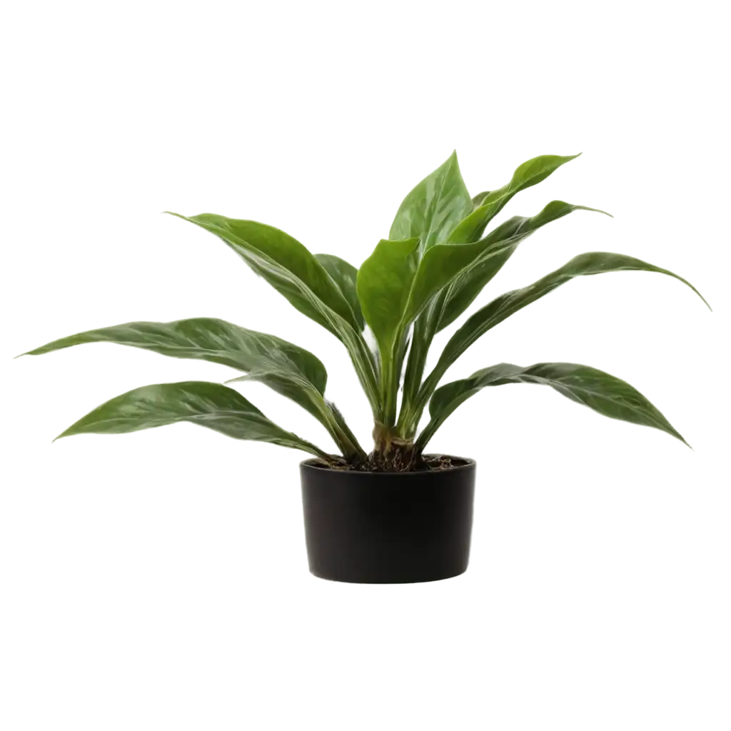 indoor plant