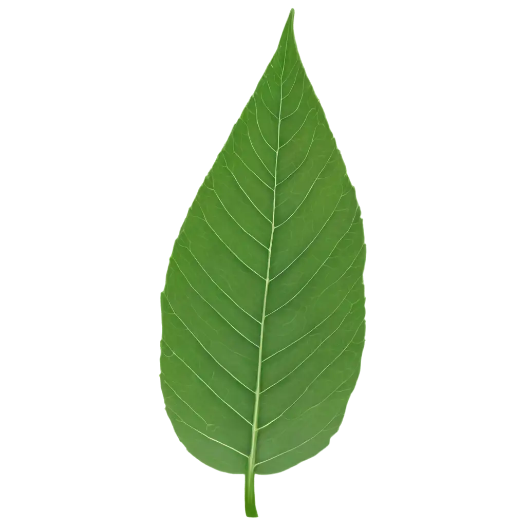 Light-Green-Leaf-PNG-A-Versatile-Element-for-Design-and-Digital-Media