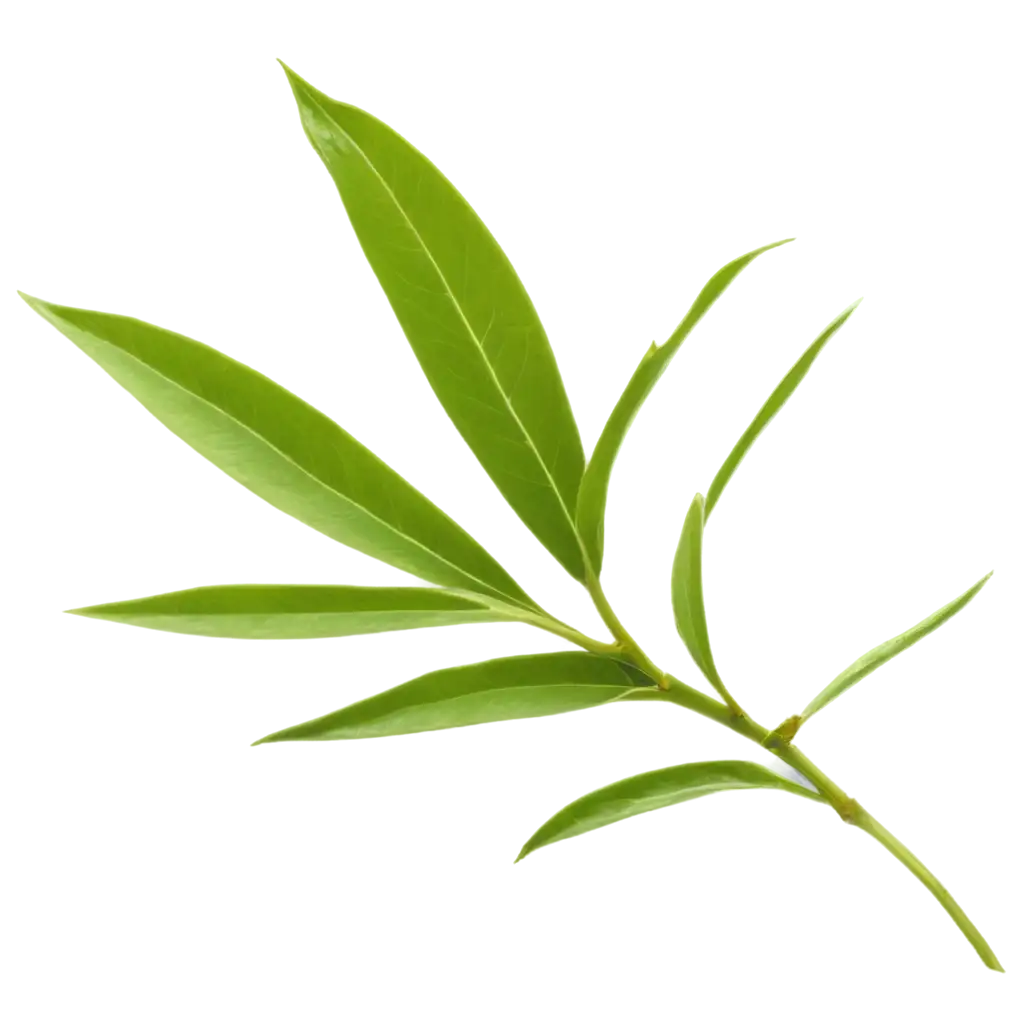 A high-resolution image of a sprig of green tea on a white background. The twig consists of a thin stem with three bright green leaves attached to it. The leaves are elongated, with pointed tips and a smooth glossy surface. The edges of the leaves are slightly jagged, and the veins are clearly visible, which gives the leaves a texture. The overall composition is simple and straightforward, emphasizing the natural beauty and freshness of the tea leaves.