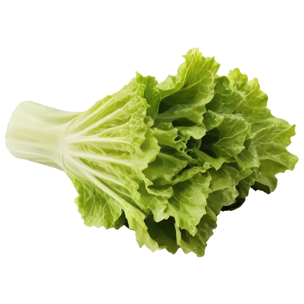 LETTUCE, IN WHITE BACKGROUND