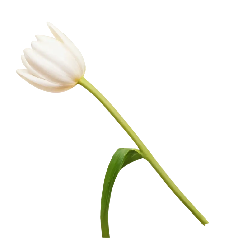 HighQuality-White-Tulip-Flower-PNG-with-Stem-for-Various-Design-Needs