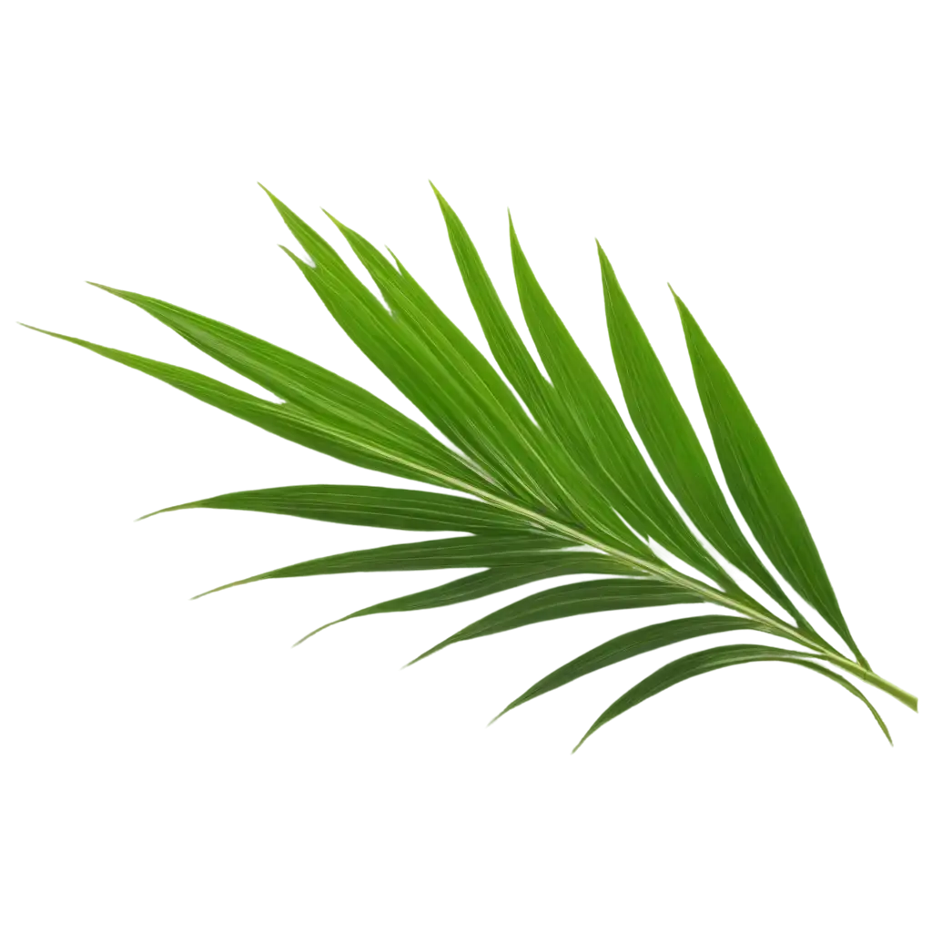 palm branch