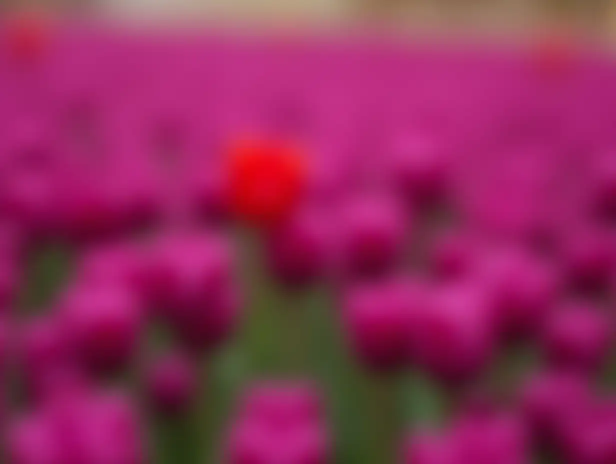 Vibrant-Spring-Tulip-Field-with-a-Single-Focused-Red-Bloom