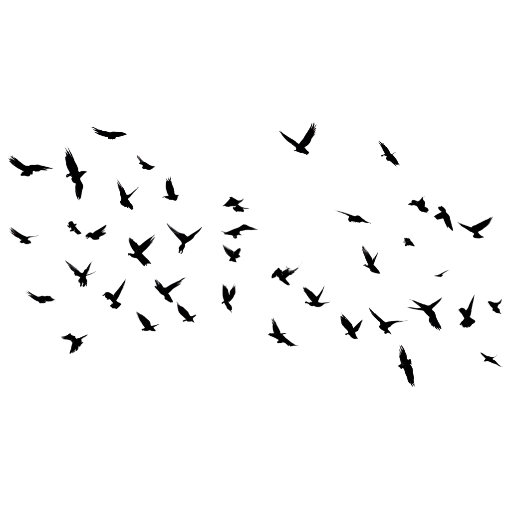 Little-Birds-Flying-in-the-Distance-PNG-Image-HighQualityPNG-Image-Usage-Guide-Transparent-Background