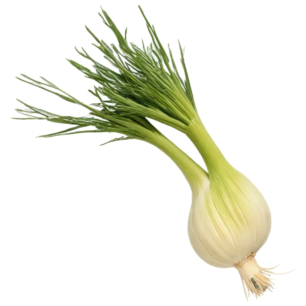 PNG-Image-of-Fennel-Vibrant-Illustration-for-Culinary-Blogs-and-Recipe-Websites