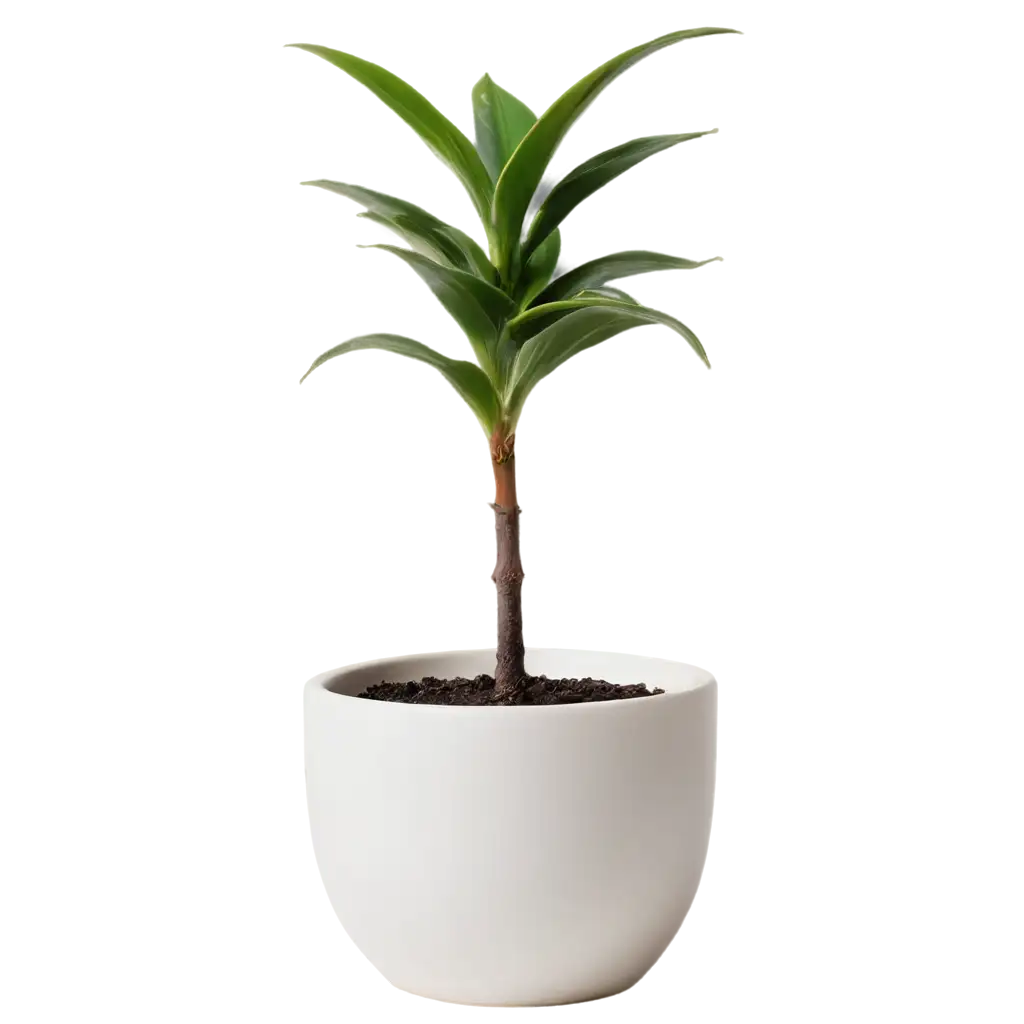 OneRoom-Plants-in-a-White-Pot-PNG-Image-HighQuality-Transparent-Background-for-Versatile-Use