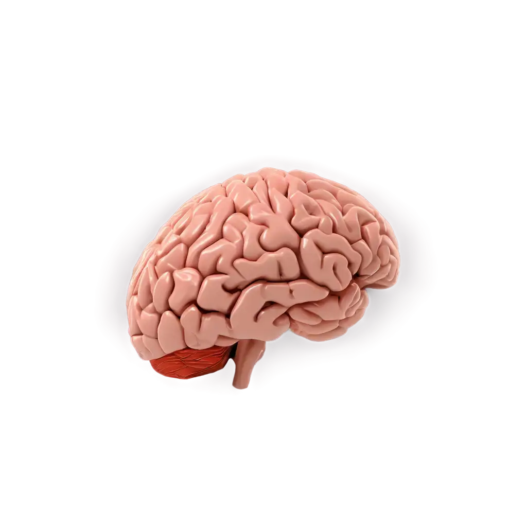 Human-Brain-PNG-HighQuality-Image-for-Clarity-and-Detail