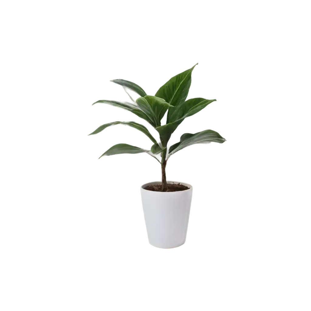 House-Plant-PNG-Image-HighQuality-Transparent-PNG-for-Interior-Design-and-Nature-Projects
