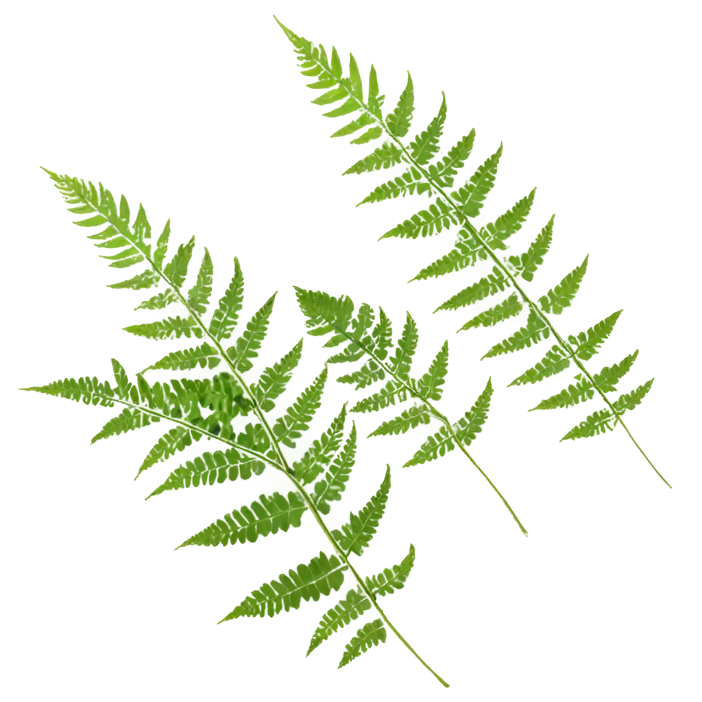 Vibrant-Fern-Leaves-PNG-A-Versatile-Asset-for-NatureInspired-Designs