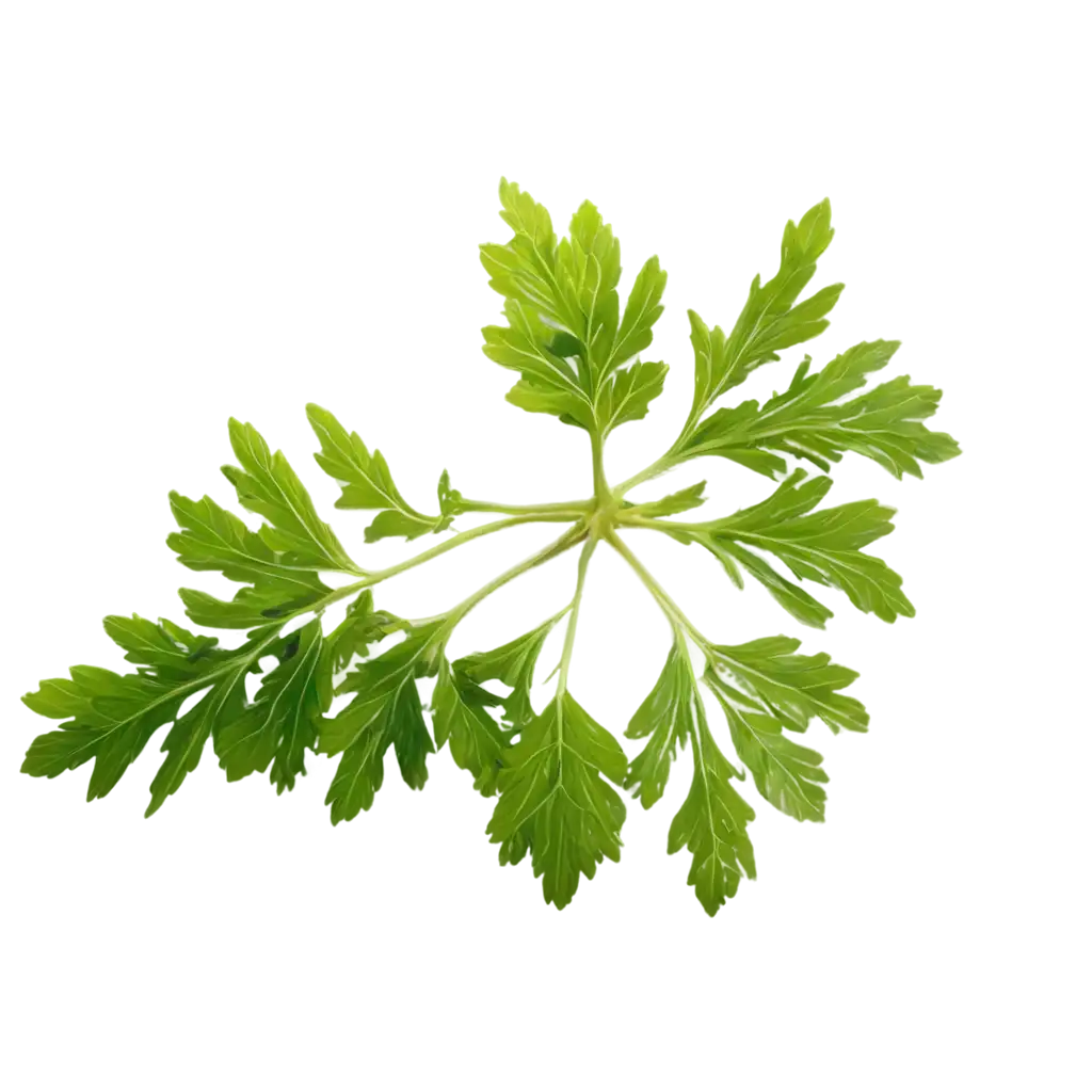 HighQuality-PNG-of-Fresh-Parsley-Versatile-and-Crisp-Imagery-for-Culinary-and-Design-Projects