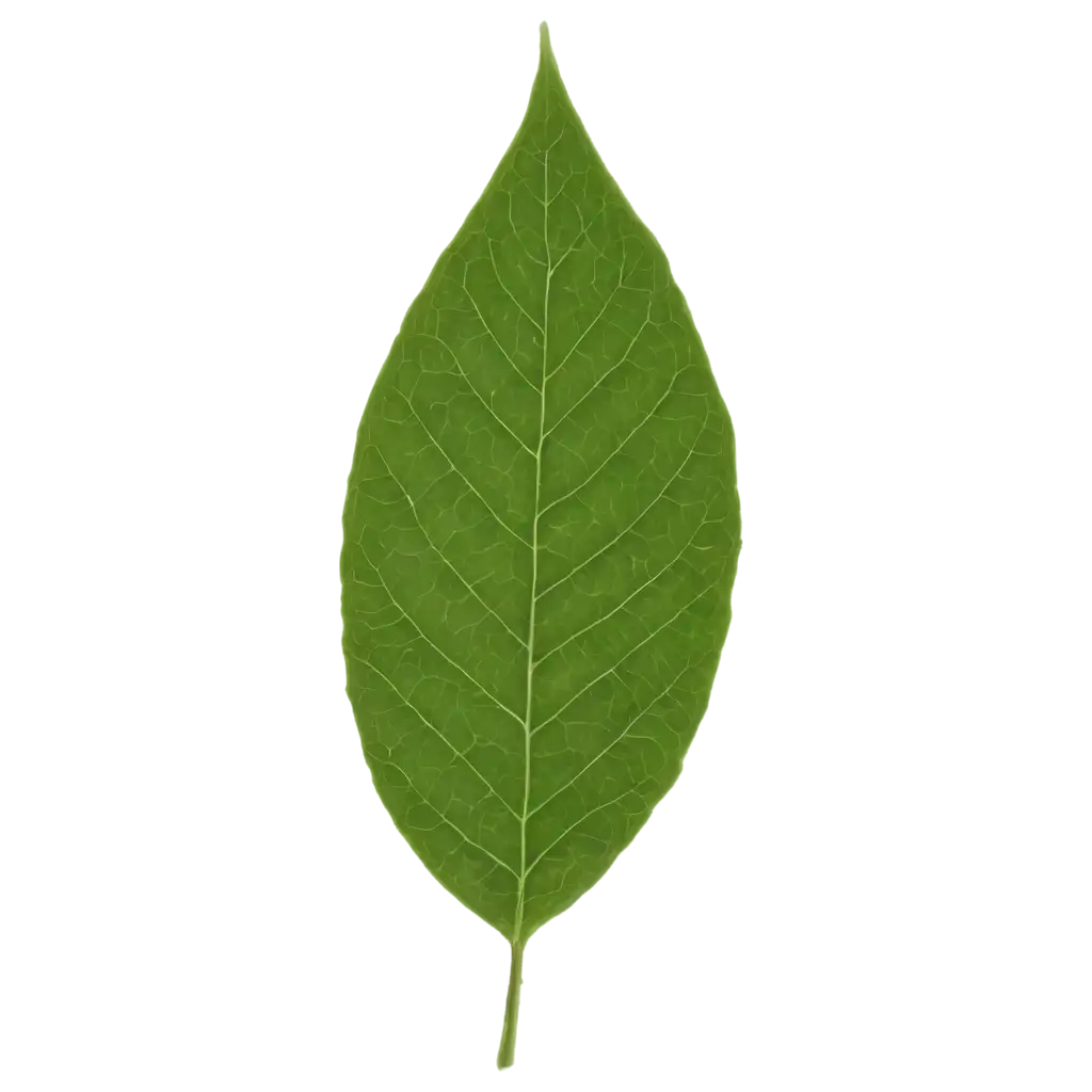 a green leaf from a tree