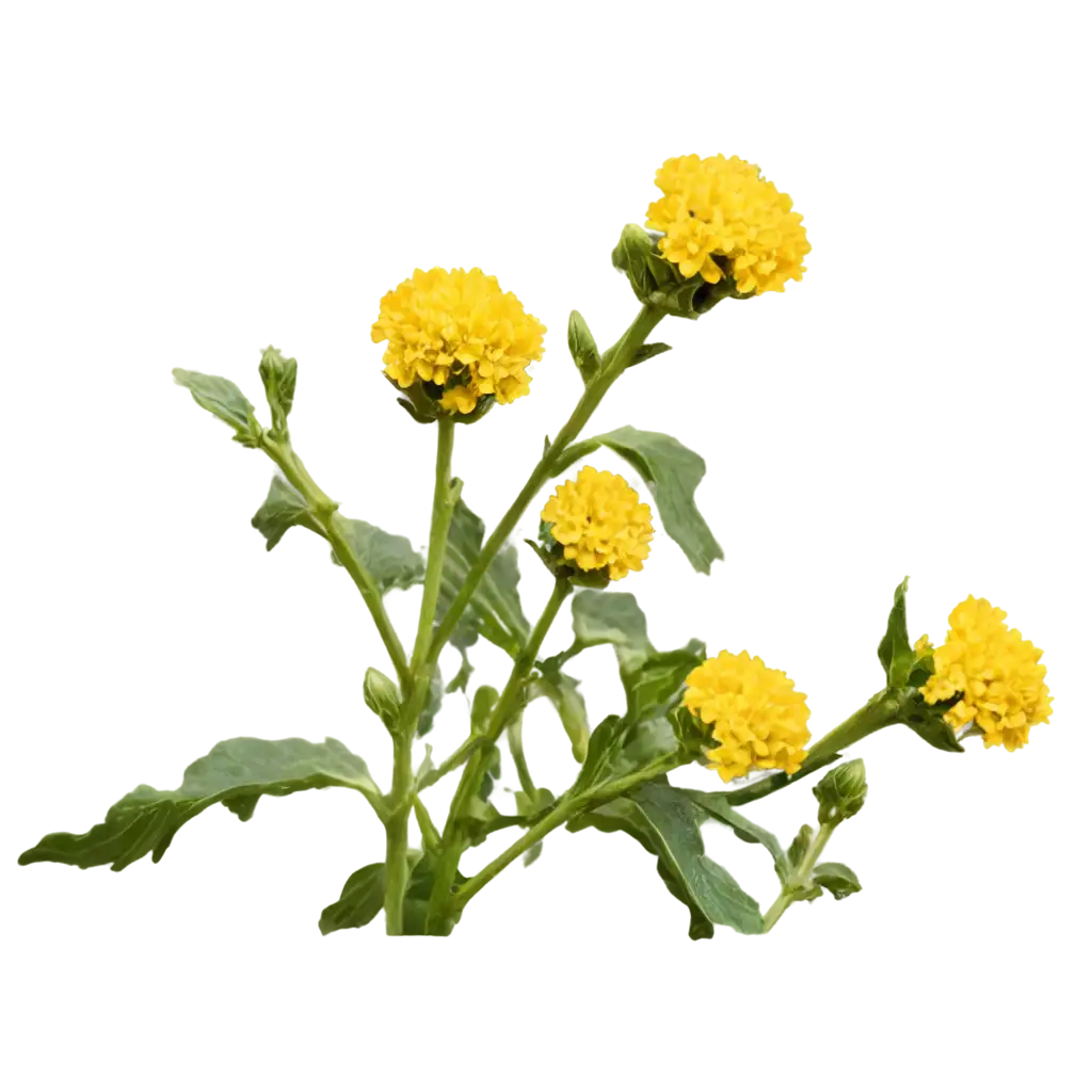 Mustard-Flower-PNG-HighQuality-Transparent-Image-for-Versatile-Usage