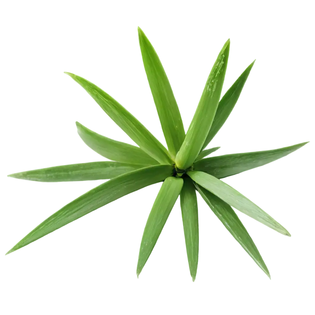 aloe