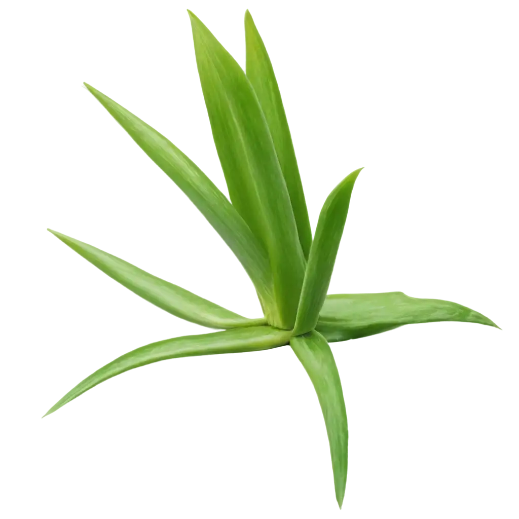 aloe