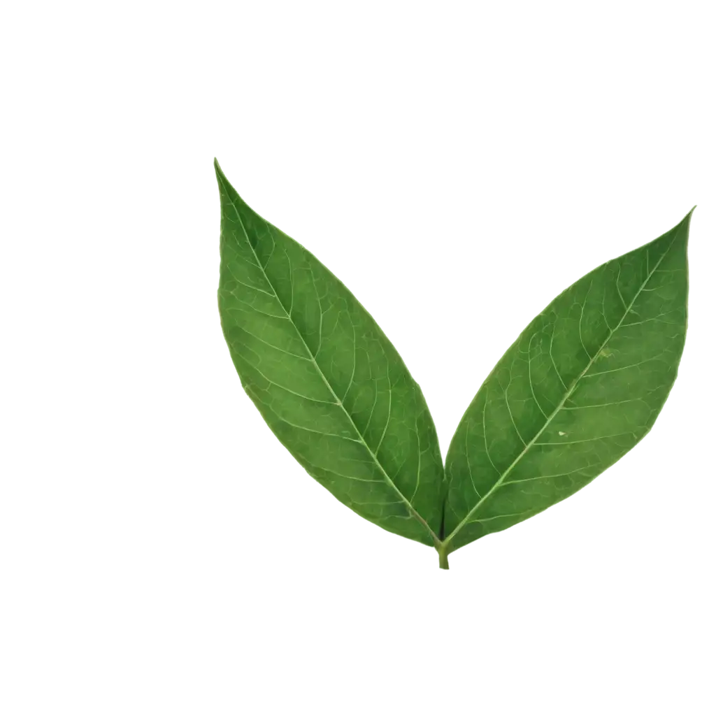 HighQuality-Leaf-PNG-Image-for-Versatile-Creative-Uses