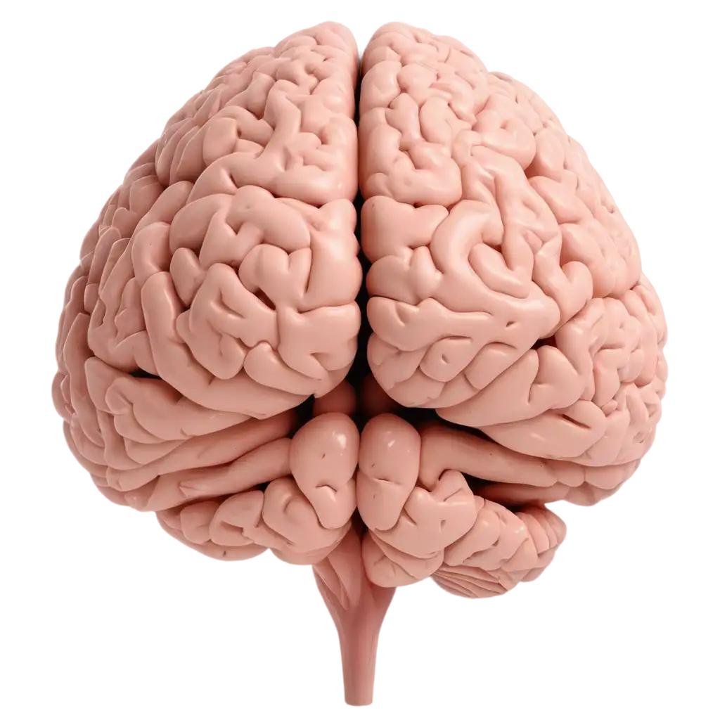 Human-Brain-Facing-Forward-PNG-Image-for-Digital-Art-and-Educational-Use