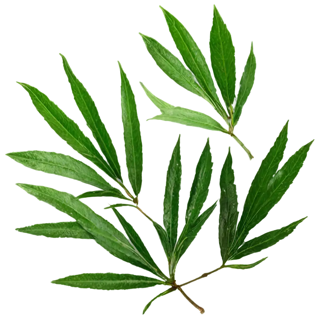 Separated-Tea-Tree-Leaves-PNG-Image-HighQuality-Transparent-Artwork-for-Creative-Projects