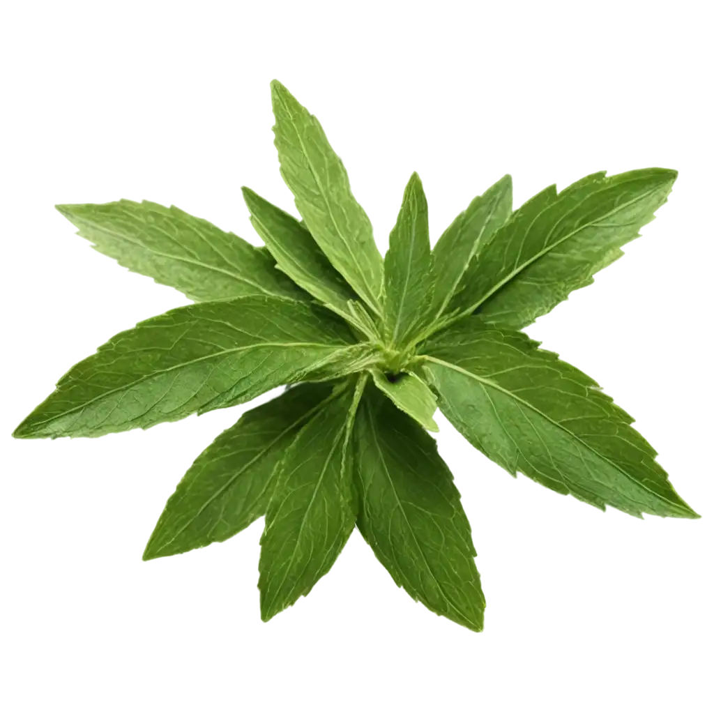 photo of Dried stevia leaves