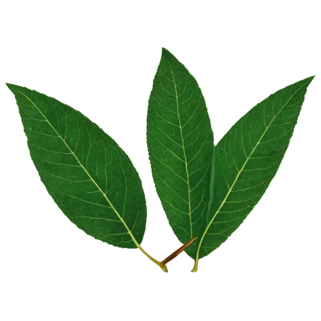 HighQuality-Leaf-PNG-Image-for-Versatile-Use