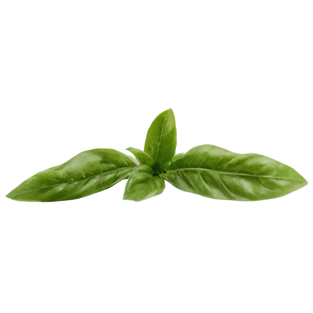 HighQuality-Basil-PNG-Image-for-Culinary-and-Design-Applications