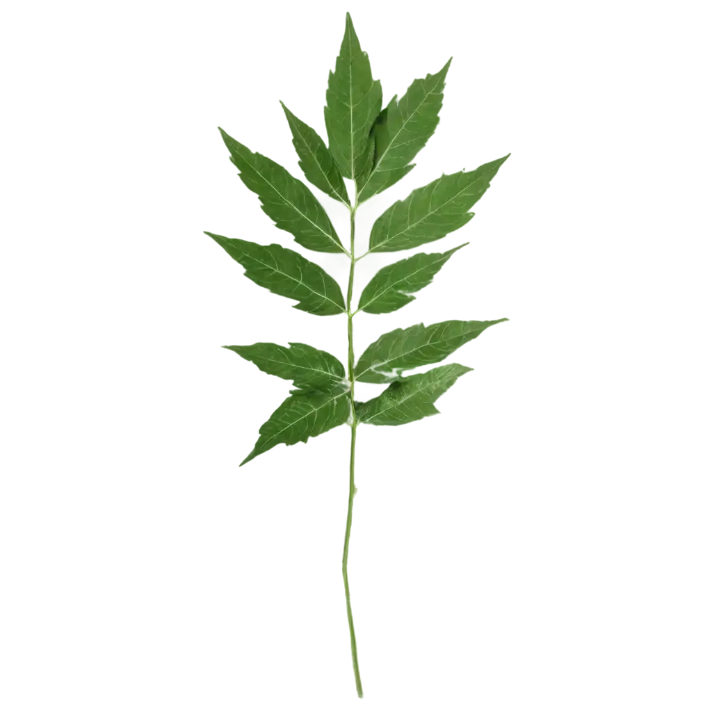 Neem-Leaves-Shake-with-Bidara-Leaves-PNG-Image-Refreshing-Botanical-Composition