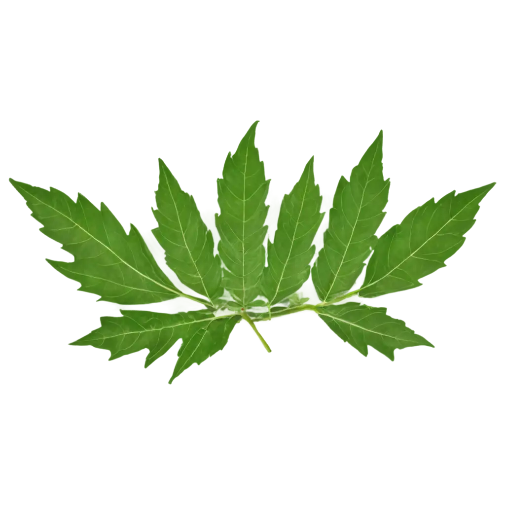 HighQuality-Neem-Leaf-PNG-Image-for-Versatile-Applications