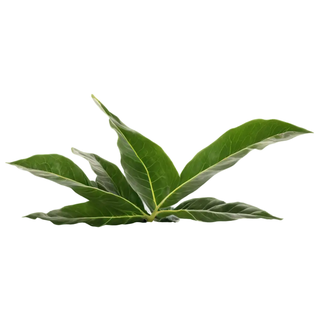 Fiddle-Leaf-Fig-PNG-Image-for-Transparent-Background-Use-and-HighQuality-Designs