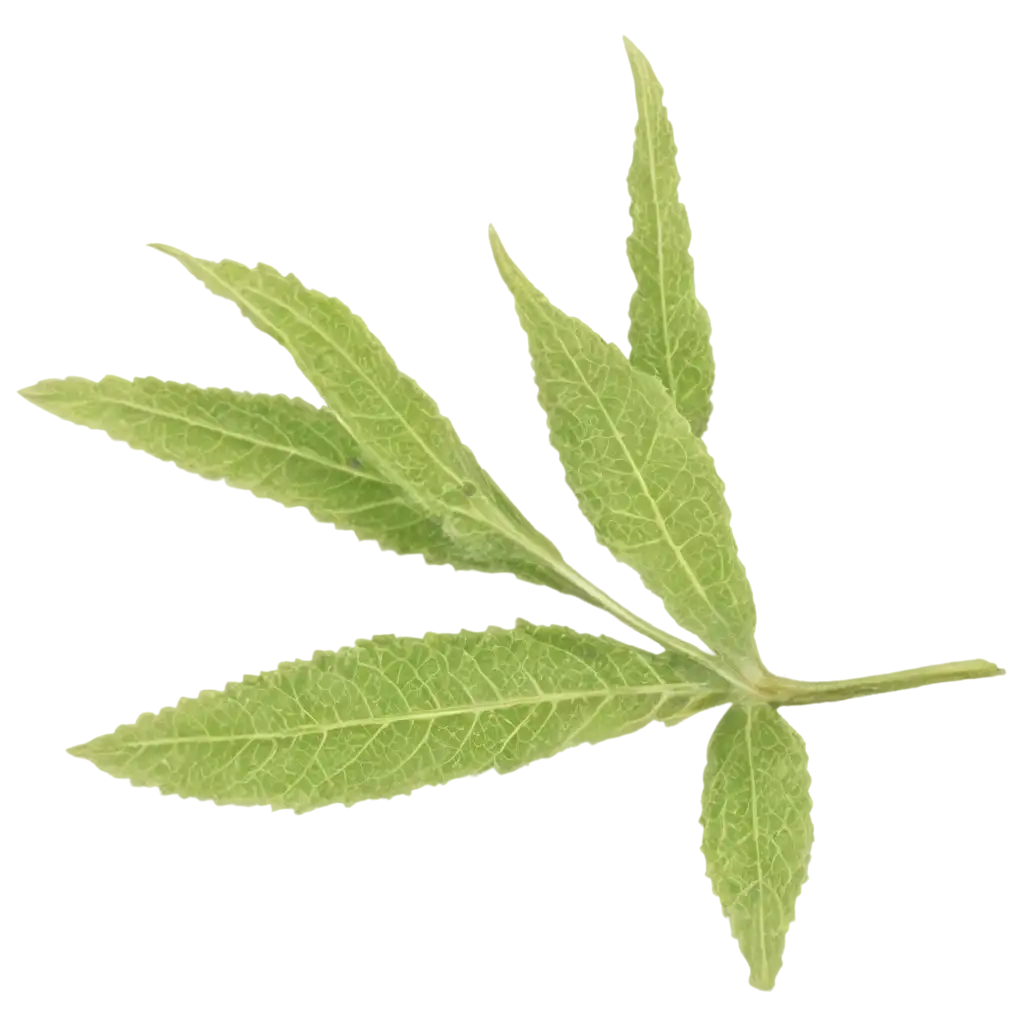 Mullein-Leaf-PNG-HighQuality-Image-for-Botanical-Illustrations-and-Design-Projects