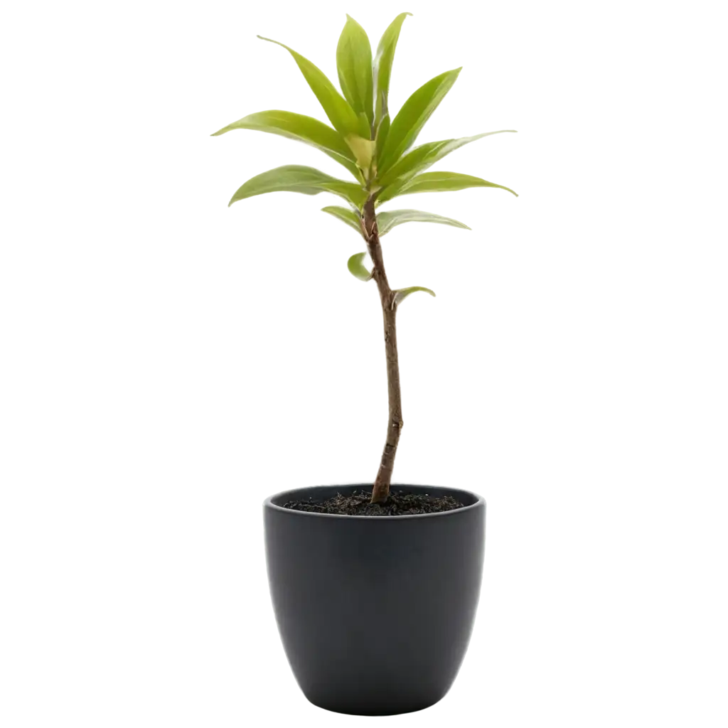 Plant-and-Pot-PNG-Image-for-Home-Decor-Gardening-and-Design