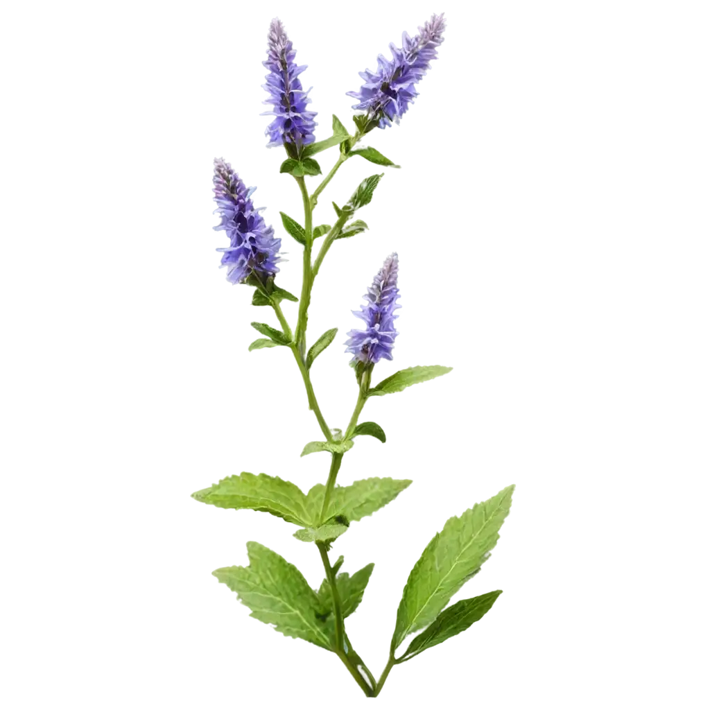 blue hyssop flowers on a transparent background