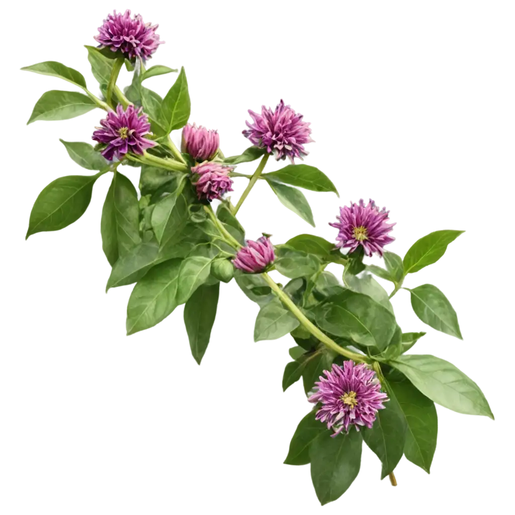 Purple-Bergamot-Flowers-PNG-HighQuality-Floral-Image-for-Diverse-Uses