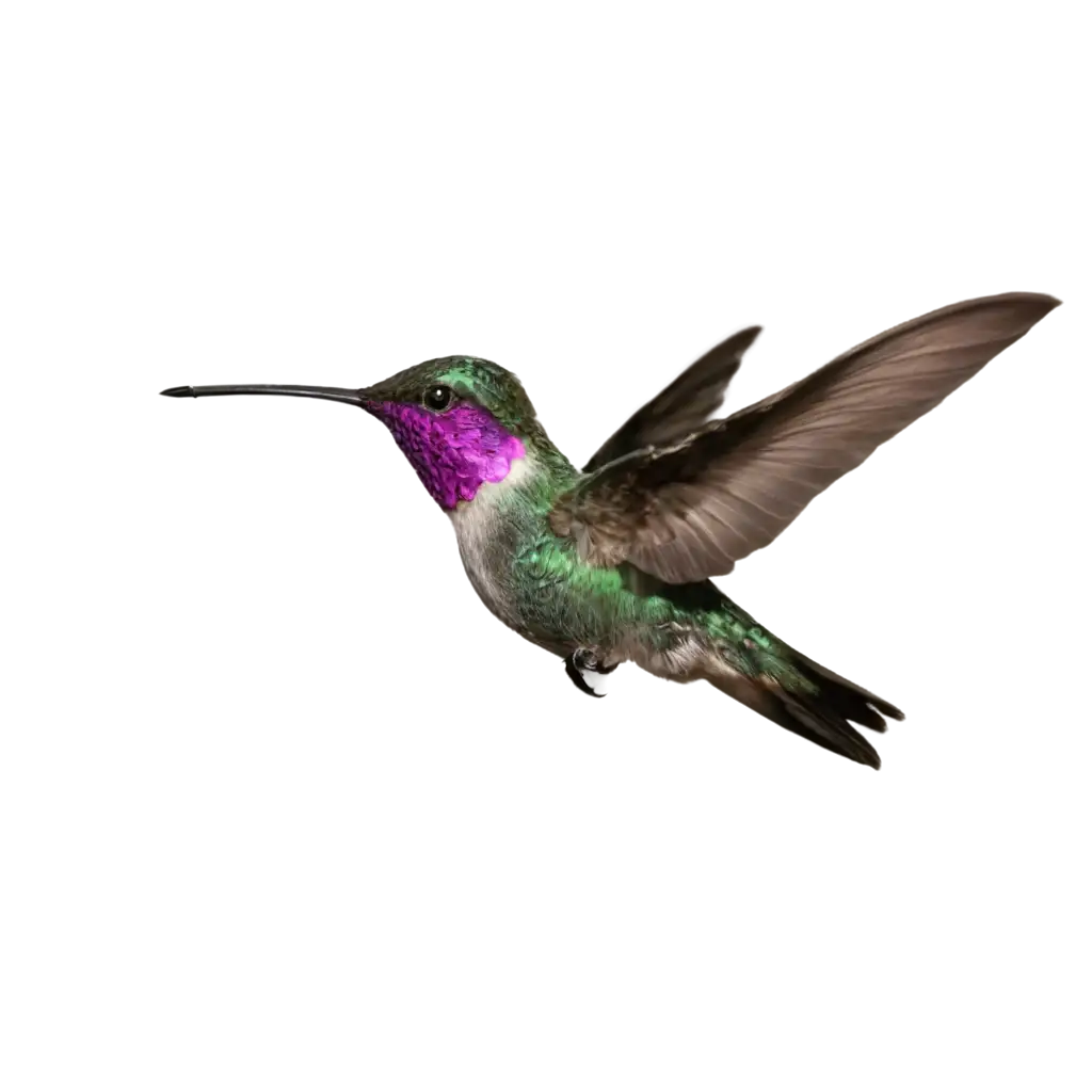 Exquisite-Hummingbird-PNG-Image-Artistic-Brilliance-in-High-Definition