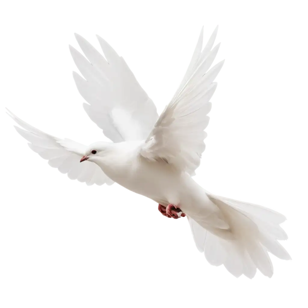 White-Dove-PNG-Symbolizing-Purity-Peace-and-Mourning-Across-Cultures