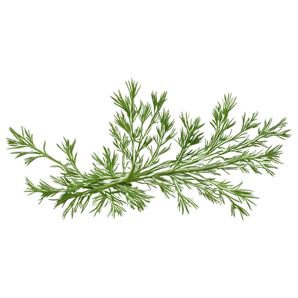 HighQuality-Green-Dill-Branch-PNG-for-Culinary-and-Design-Applications