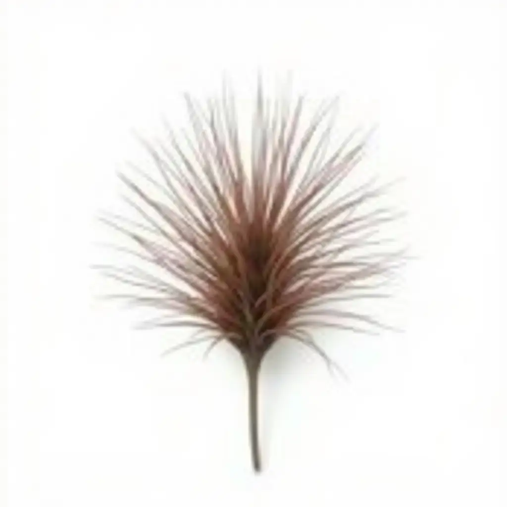 Single-Porcupine-Quill-on-White-Background