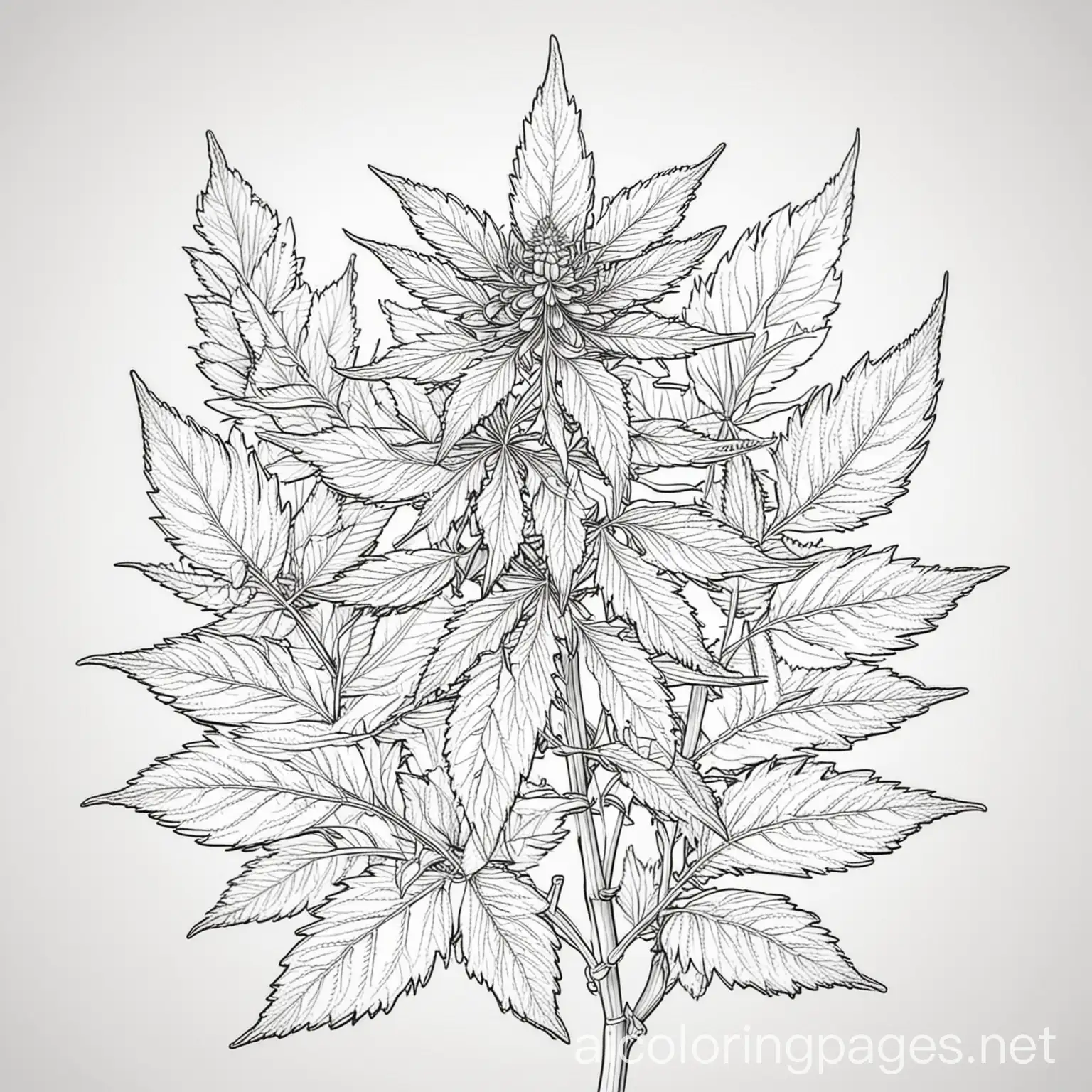 cannabis flowers, Coloring Page, black and white, line art, white background, Simplicity, Ample White Space. The background of the coloring page is plain white to make it easy for young children to color within the lines. The outlines of all the subjects are easy to distinguish, making it simple for kids to color without too much difficulty