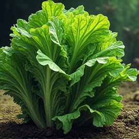 Lettuce Feast