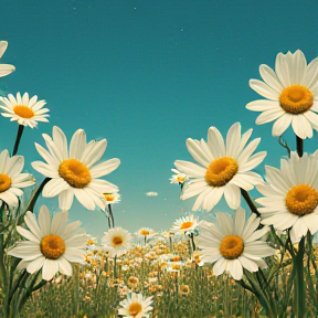 Daisies 