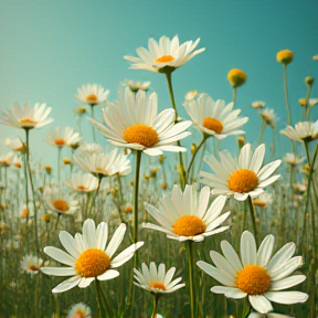 Pushing up daisies