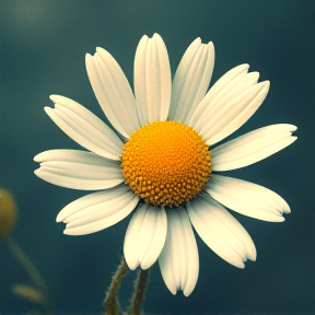 Sunflower in My Window