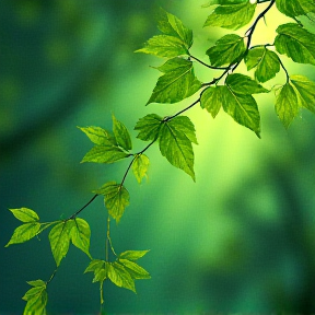 Green leaves