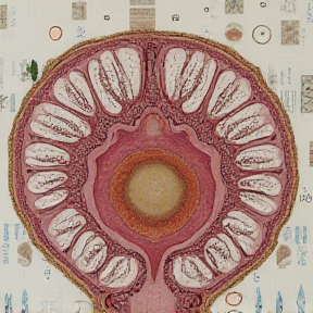 Reproductive System 2