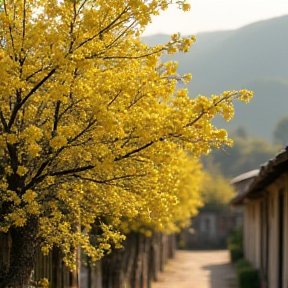 Mai Vàng Nhà Anh Hậu