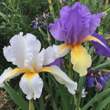 Country Iris, Love of My Life