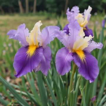 Country Iris, Love of My Life