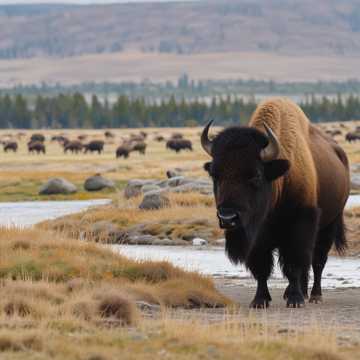 Buffalo's Chapstick Ballad